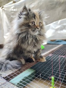 Persian Tripple coted male and female