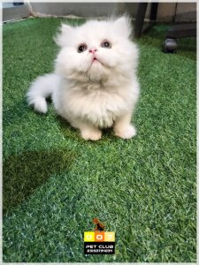 Quality white male Persian Kitten