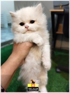 Quality white male Persian Kitten