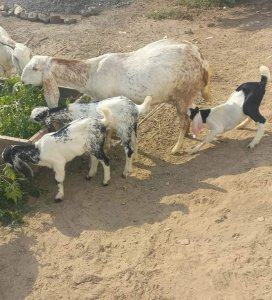 Bakri for sale