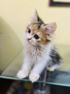 White&brown kitten