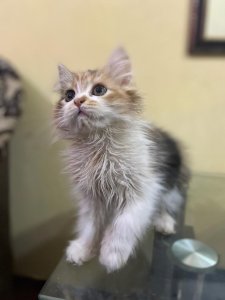 White&brown kitten