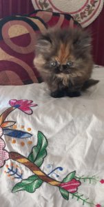 Persian Tripple Coated Kittens ready for new home