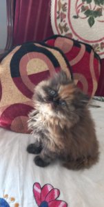 Persian Tripple Coated Kittens ready for new home