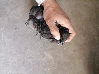 Ayam cemani black tangue 5000 per piece.
