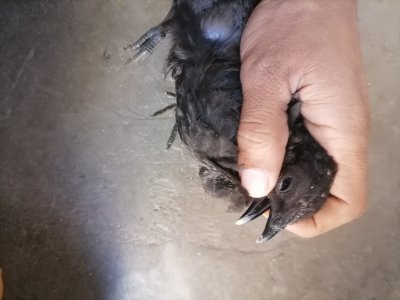 Ayam cemani black tangue 5000 per piece.